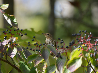 Swainson's Thrush