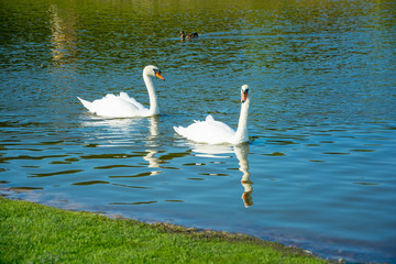 White swans and duck floating in the water