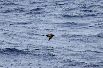 Albatross flying on blue sea background. Wild sea bird in natural habitat.