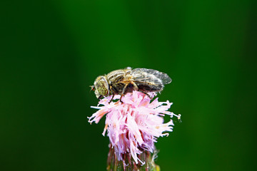 The gadfly, taken in the wild