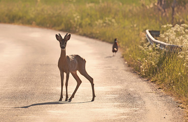 Animals out on the road early in the morning