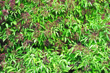 Elderberry on branch