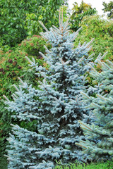 Blue fir tree