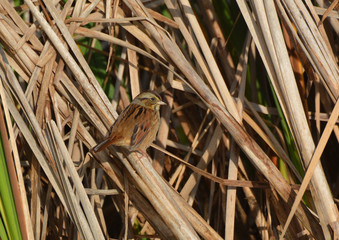 Swamp Sparrow