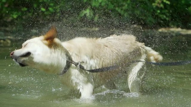 Closeup of wet dog shaking off water in slow motion. Adult labrador bathes in river and enjoys nature. Funny animal.