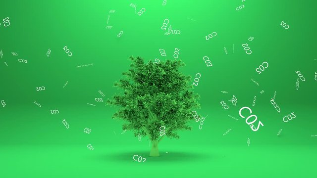 Tree absorbs co2 or Tree absorb carbon dioxide