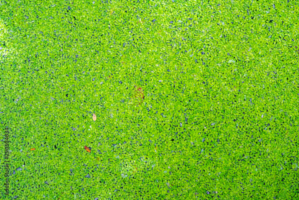 Poster green duckweeds floating on the water texture background. duckweed is a tiny aquatic plant. it is th