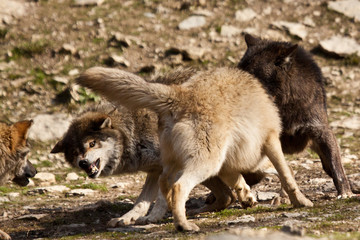 Timberwolf oder Amerikanischer Grauwolf (Canis lupus lycaon)