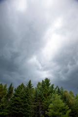 trees with storm clouds