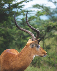 Antílope/Antelope