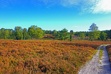 Brunsberg Lüneburger Heide