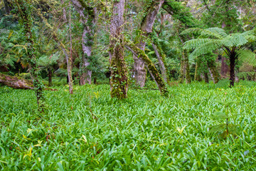 Garden in Furnas area, São Miguel Island, Azores