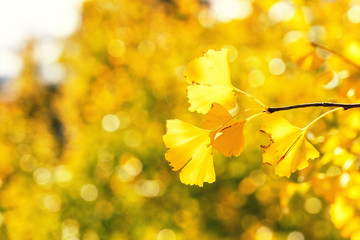 Design concept - Beautiful yellow ginkgo, gingko biloba tree leaf in autumn season in sunny day...