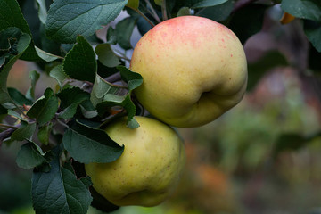 Two big yellow ripe apple on the tree