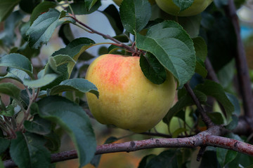 Big yellow ripe apple on the tree
