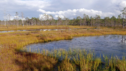 View on the Viru bog in the Lahemaa National Park in Estonia. There is a boardwalk with an observation tower in the middle of it. The trail is marked and there are signposts.