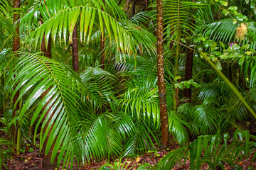 Fototapeta premium Garden in Furnas area, São Miguel Island, Azores