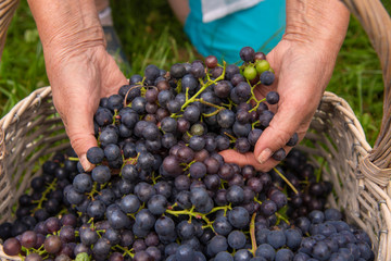 Overworked Hands of an elderly woman, pulling out of the basket ripe grapes.
