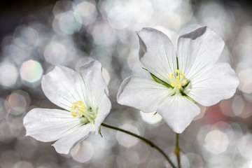 A full-blown white geraniums