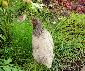  Chicken on the green grass