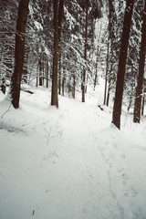 Footpath  down in the winter park. Winter trees covered with frost. Latvia. Baltic. - Image