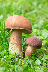The white Summer Boletus in the Nature