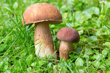 The white Summer Boletus in the Nature