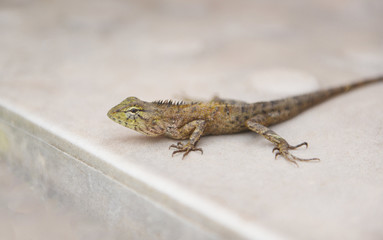 Garden lizard on floor - common brown lizard asia reptile wildlife on natute (Oriental garden...