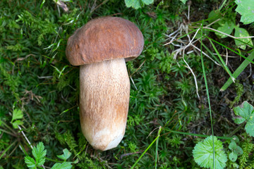 The white Summer Boletus in the Nature
