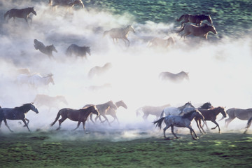 The wind in the manes © Alexander