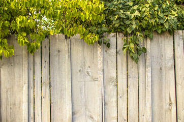 Wooden fence with greenery on top