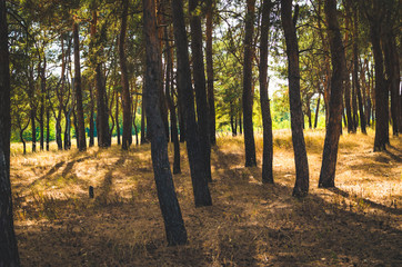 Bright light in the forest