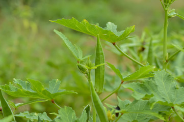 Ladyfinger food on trees branch,healthy ladyfinger tree branch