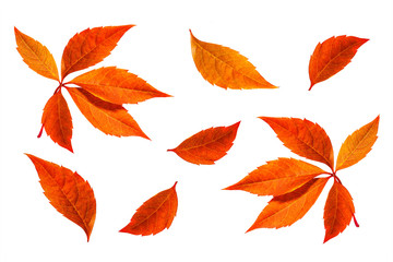 Colorful leaves collage isolated on white background, autumn motif wallpaper	