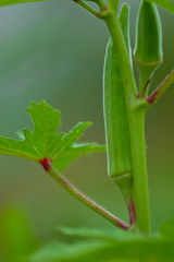 caterpillar on a leaf
