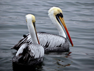 Pelicans on the sea