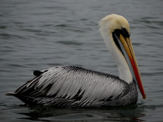 Pelican on the sea