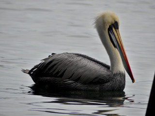 Pelican on the sea