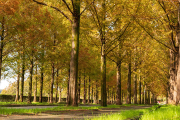 太陽が丘　メタセコイア並木道