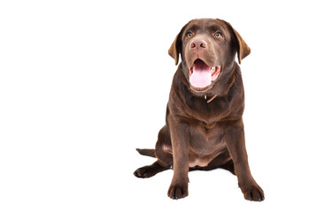 Adorable Labrador puppy sitting isolated on a white background