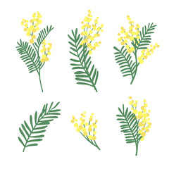 Set of mimosa flowers and leaves isolated on white background. Floral design elements. Vector spring illustration.