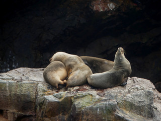 Seals on a rock