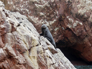Seal on a rock