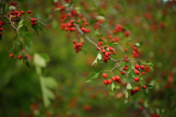 branches with red berries and green leaves of hawthorn