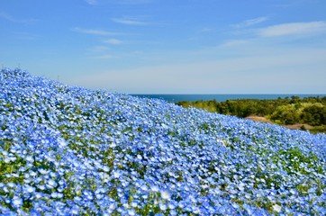 ネモフィラ