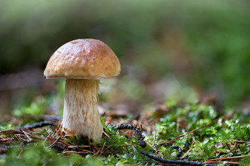 Fichtensteinpilz 
