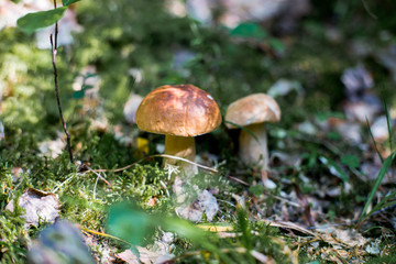 Boletus edulis growing in forest of green moss. King boletus ia delicious edible mushroom.