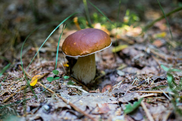 Brown boletus edulis growing in forest. King boletus ia delicious edible mushroom.