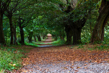 die Liebesallee in Wittmar 