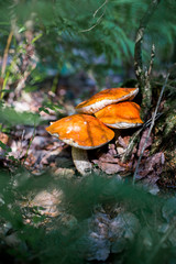 Orange bolete (Leccinum aurantiacum) in the forest. Beautiful mushroom with a red hat grows in the forest. Mushrooms close-up.